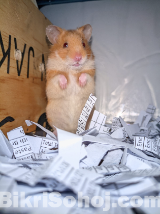 Syrian hamster